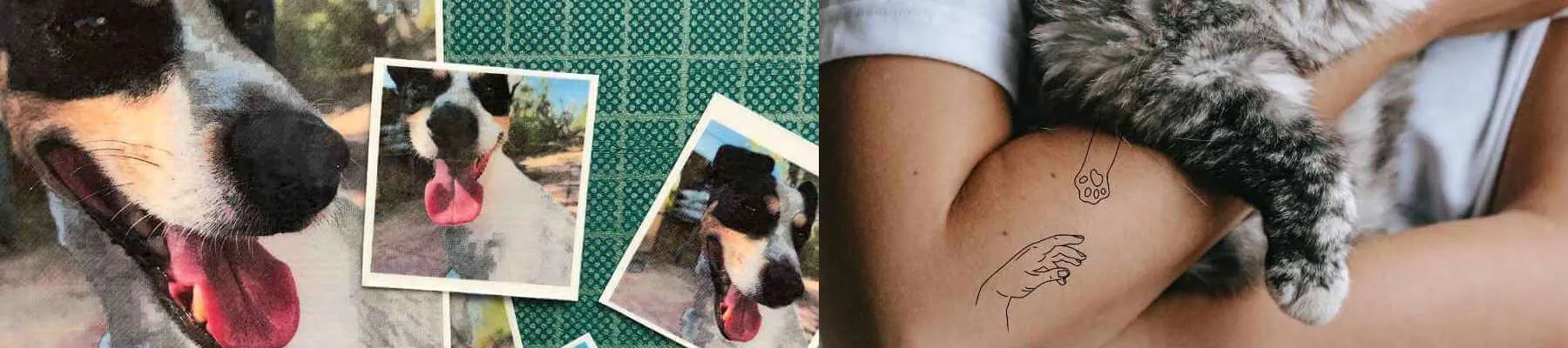 Animaux de compagnie